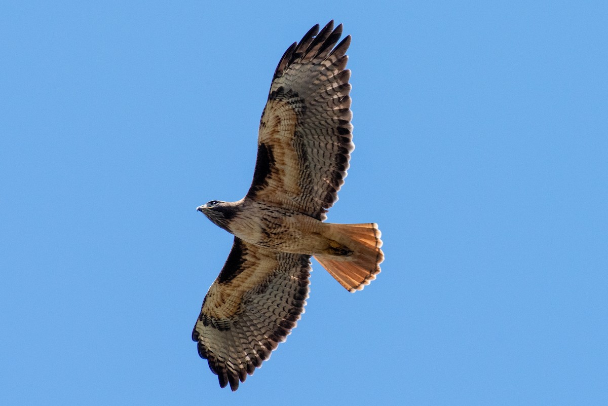 Red-tailed Hawk - ML609693749