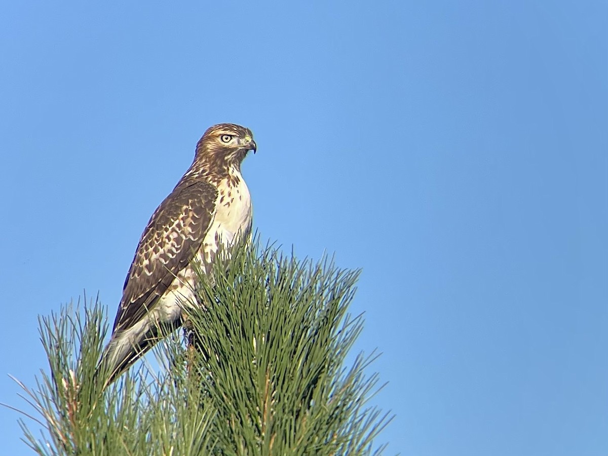 Red-tailed Hawk - ML609693828
