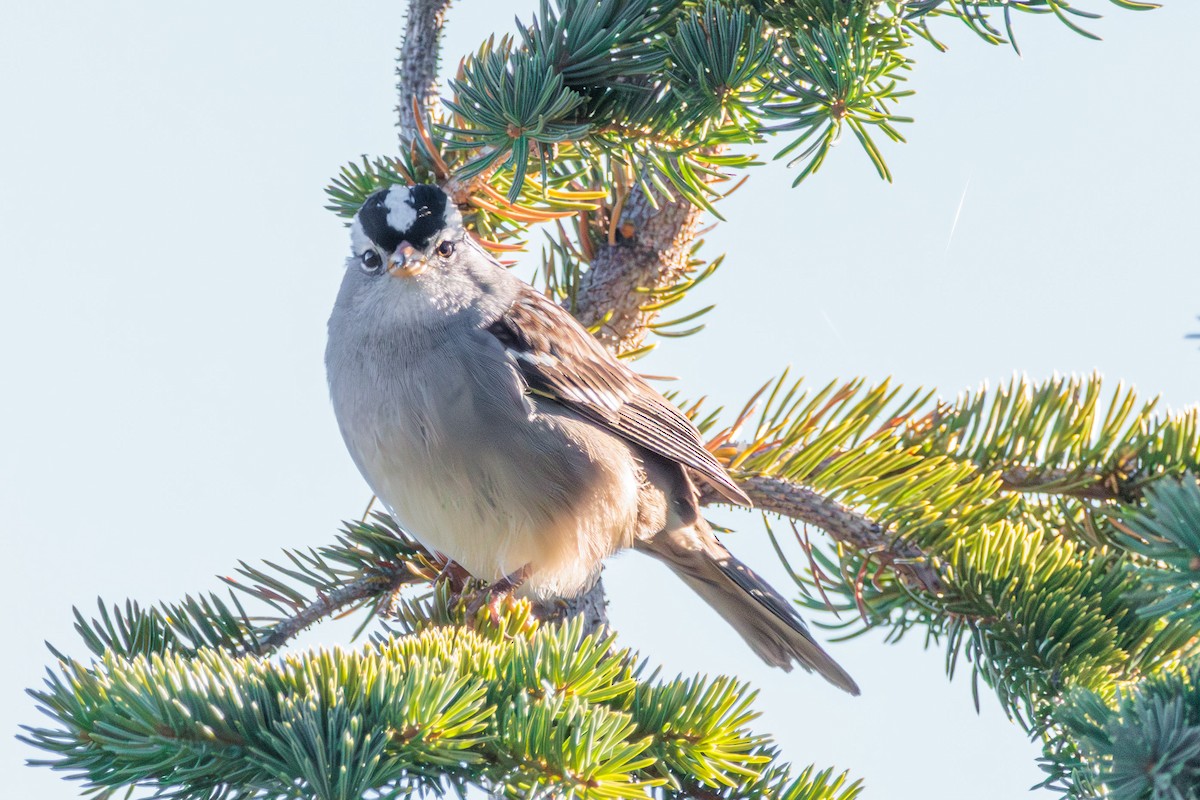 White-crowned Sparrow - ML609693987