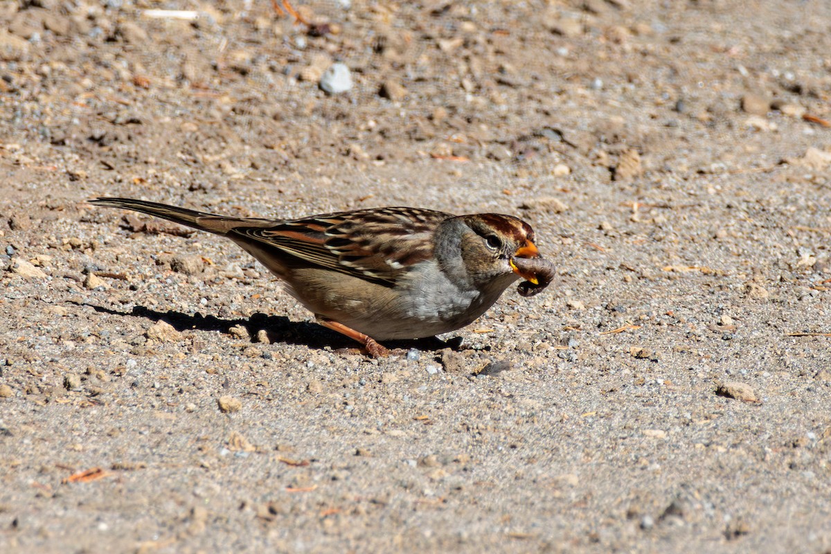 White-crowned Sparrow - ML609694216