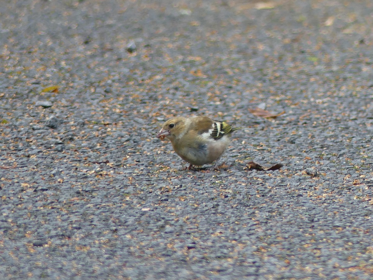 Common Chaffinch - Andrew Sides