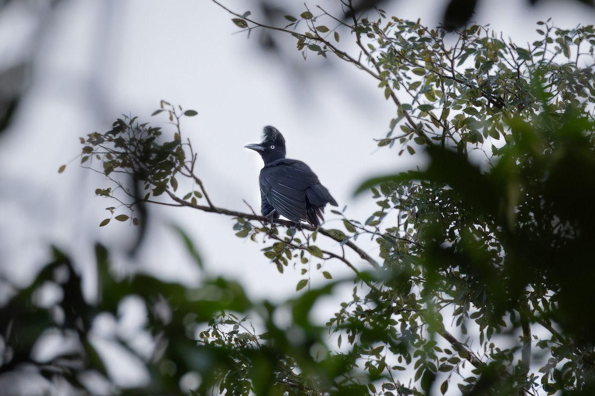 Amazonian Umbrellabird - ML609694459