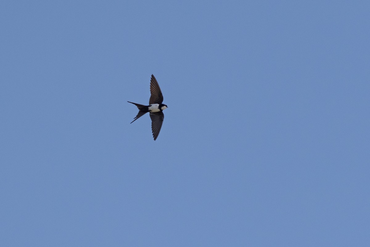Black-collared Swallow - ML609694577