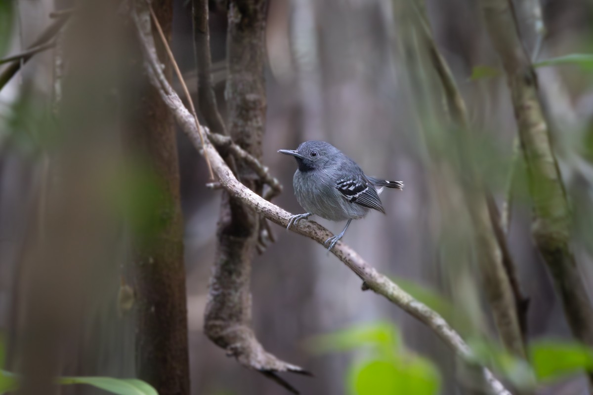 Band-tailed Antbird - Stuart Kelly