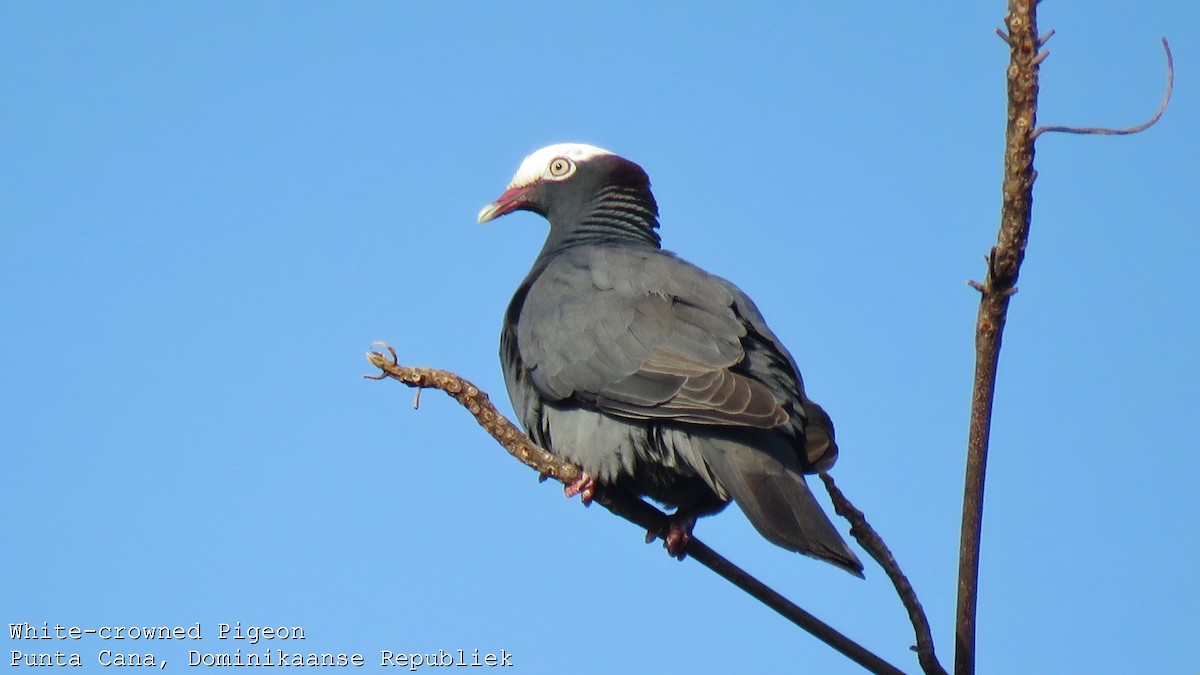 Pigeon à couronne blanche - ML609694976