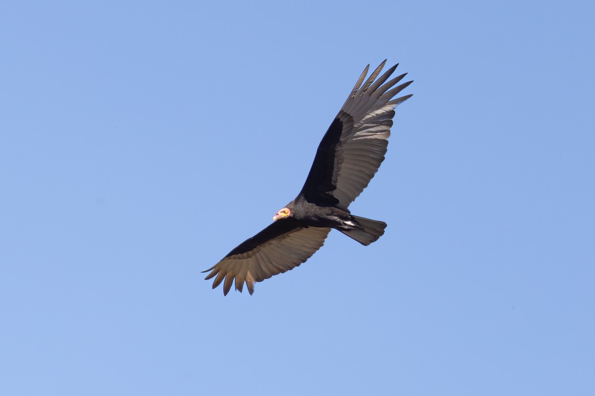 Lesser Yellow-headed Vulture - Stuart Kelly