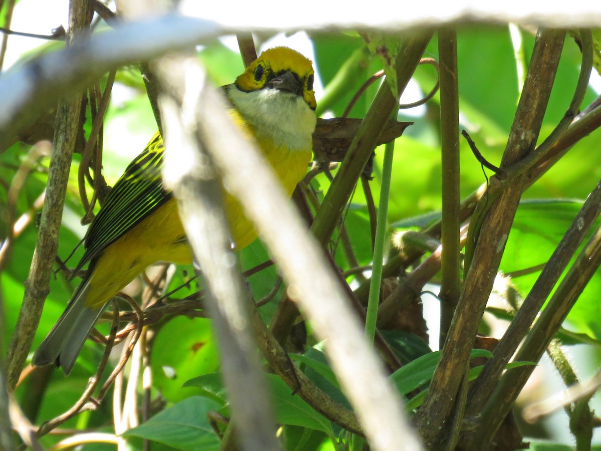 Silver-throated Tanager - ML609695420