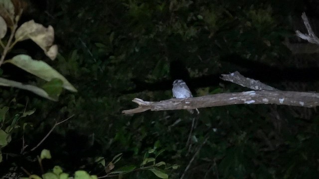 Australian Owlet-nightjar - ML609695679