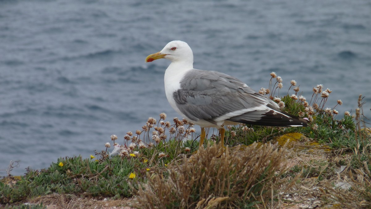 Yellow-legged Gull - ML609695689