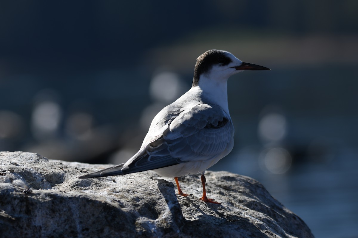 Common Tern - ML609695750