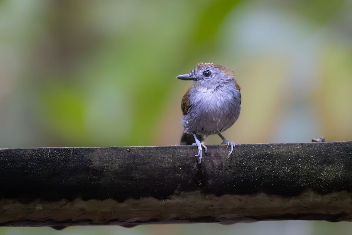 Xingu Scale-backed Antbird - ML609695997