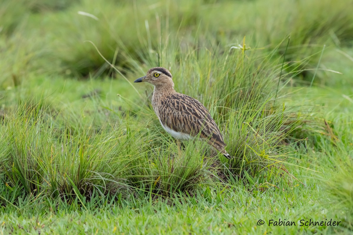Double-striped Thick-knee - ML609696124