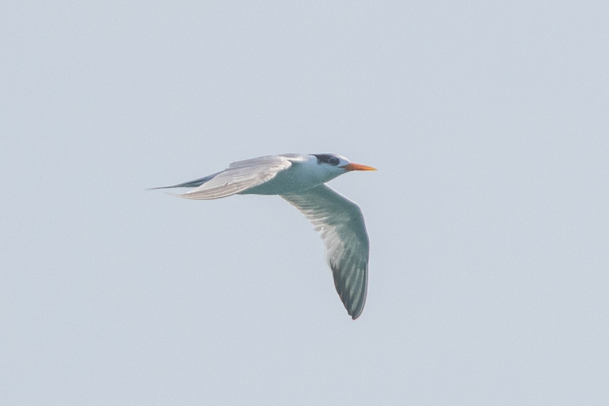Lesser Crested Tern - ML609696158