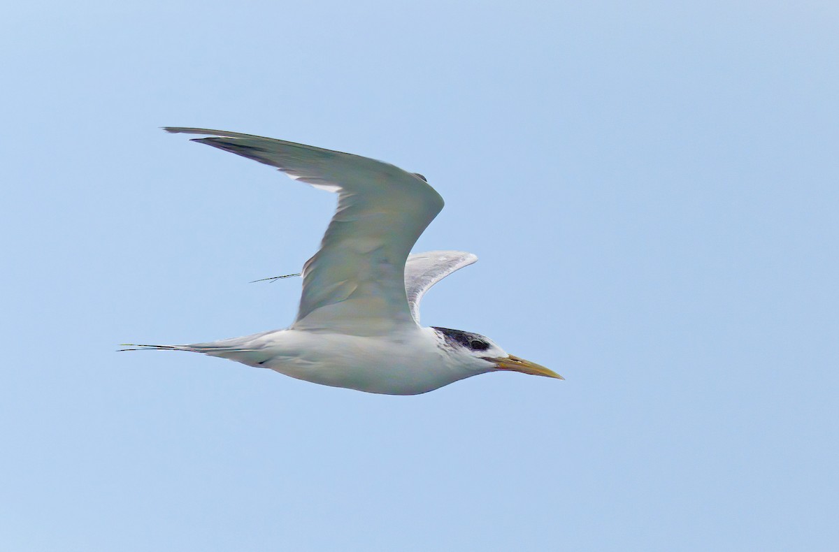 Great Crested Tern - sheau torng lim