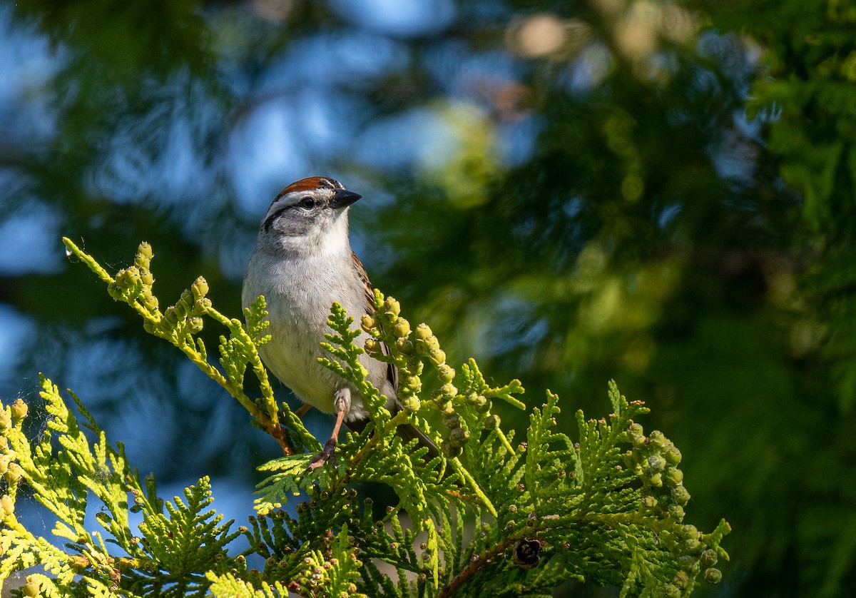 Chipping Sparrow - ML609696740
