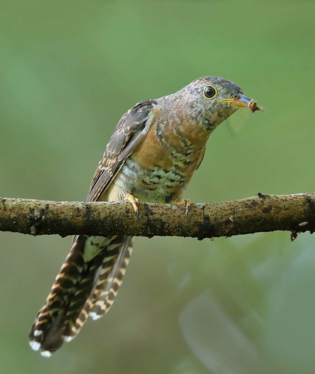 Brush Cuckoo (Sunda) - ML609697372