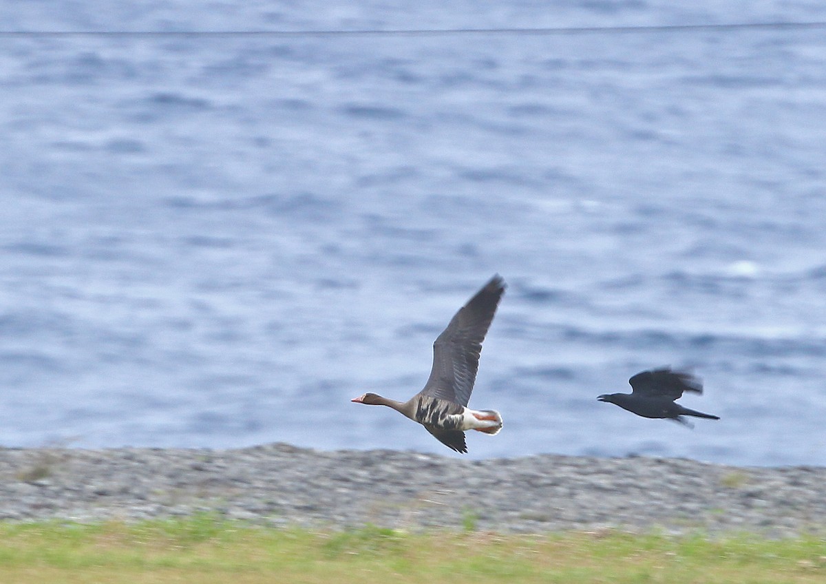 Greater White-fronted Goose - ML609697814