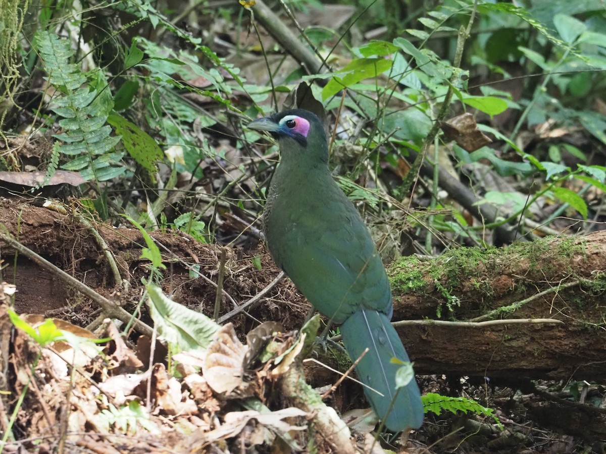 Sumatran Ground-Cuckoo - ML609697835