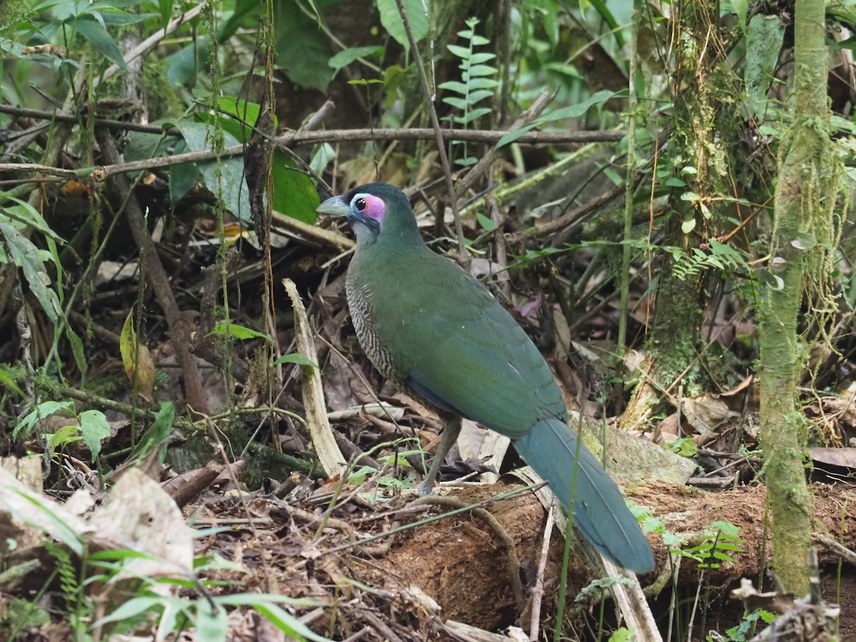 Sumatran Ground-Cuckoo - Andrew Jacobson