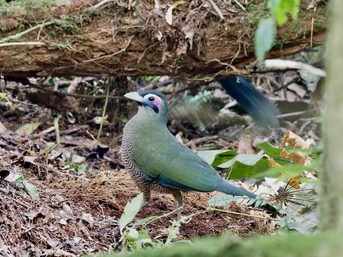 Sumatran Ground-Cuckoo - ML609697867