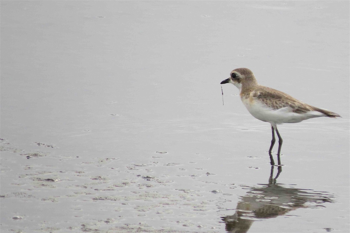 Greater Sand-Plover - Beena Menon