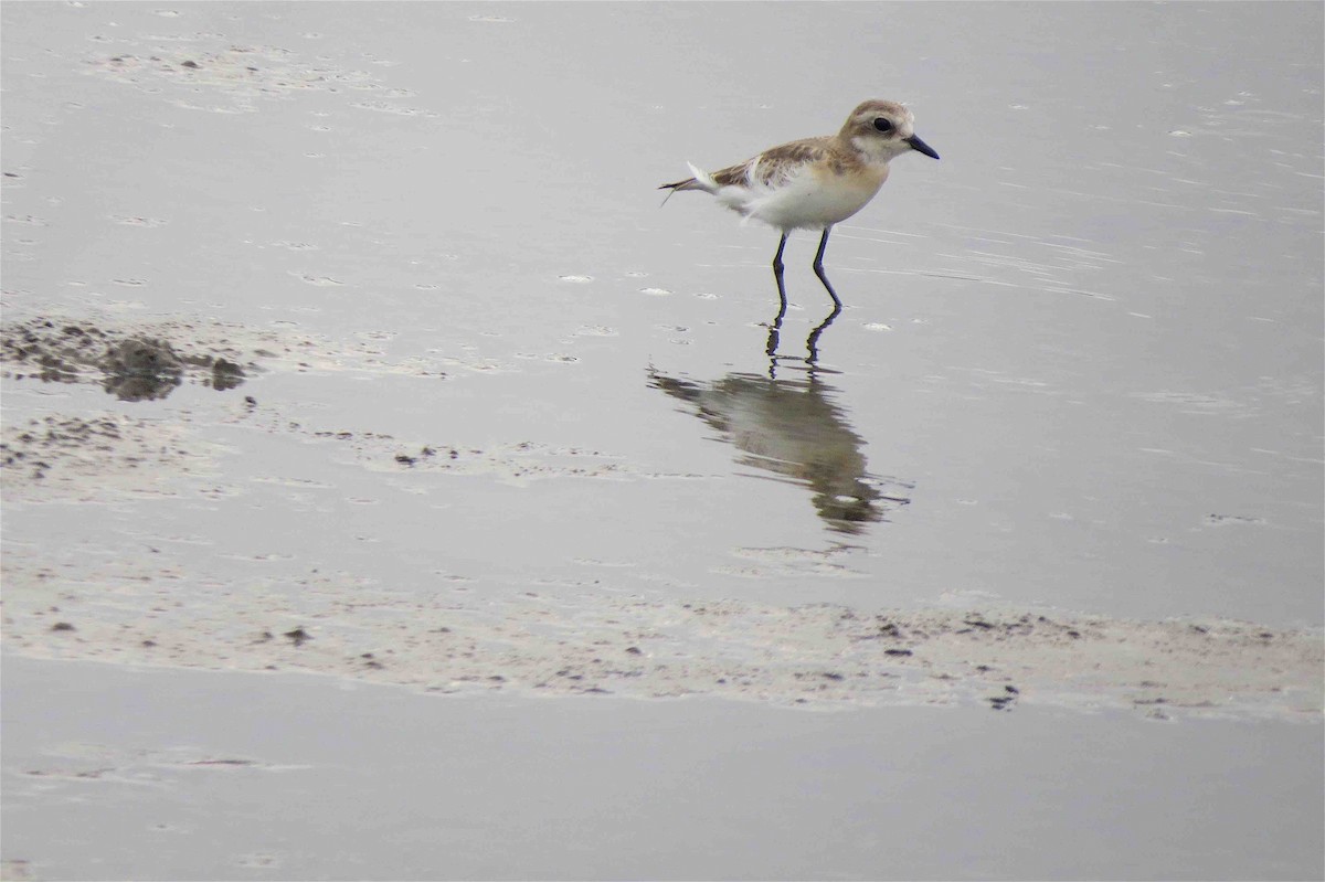 Greater Sand-Plover - Beena Menon