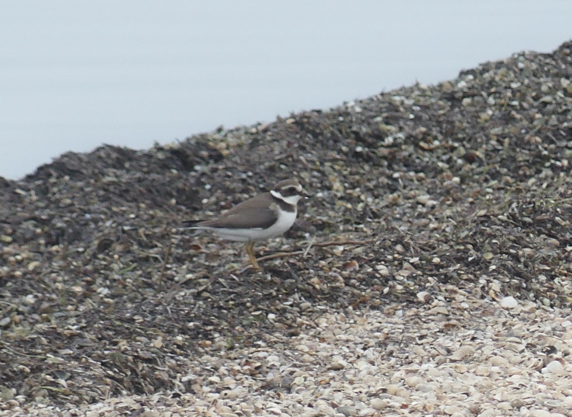Common Ringed Plover - ML609697947