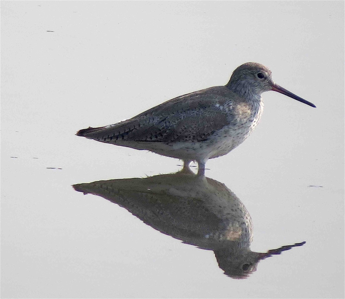 Spotted Redshank - ML609697956