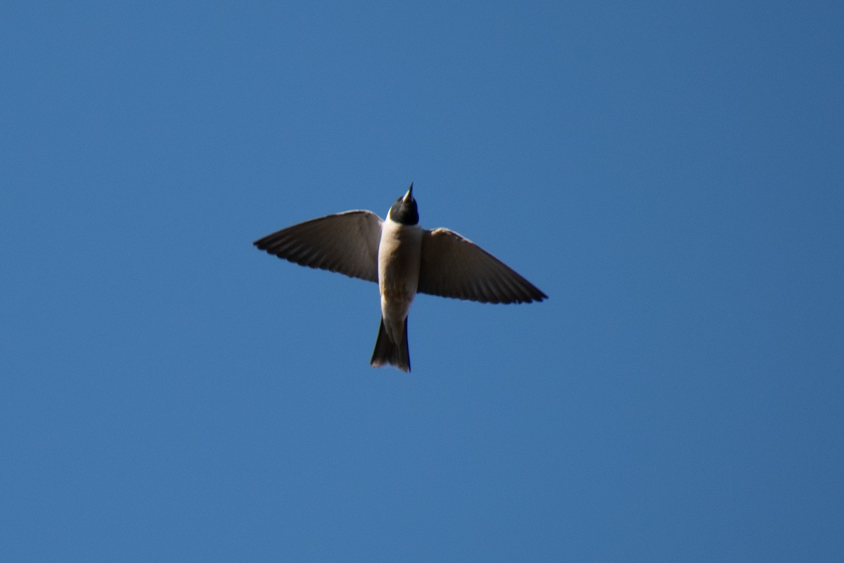 Masked Woodswallow - ML609697963