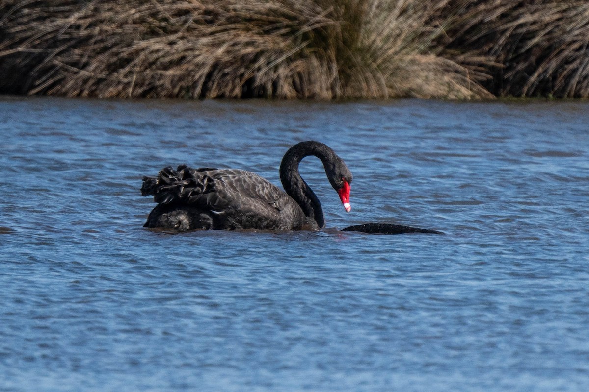 Black Swan - Andrew Lai
