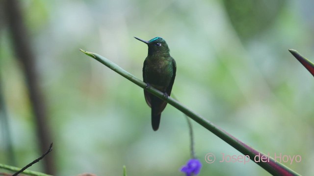 Violet-tailed Sylph - ML609698080