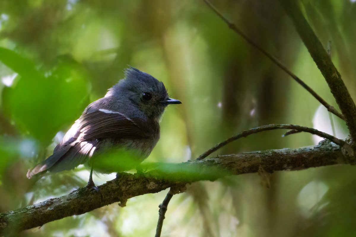 African Crested Flycatcher - ML609698332