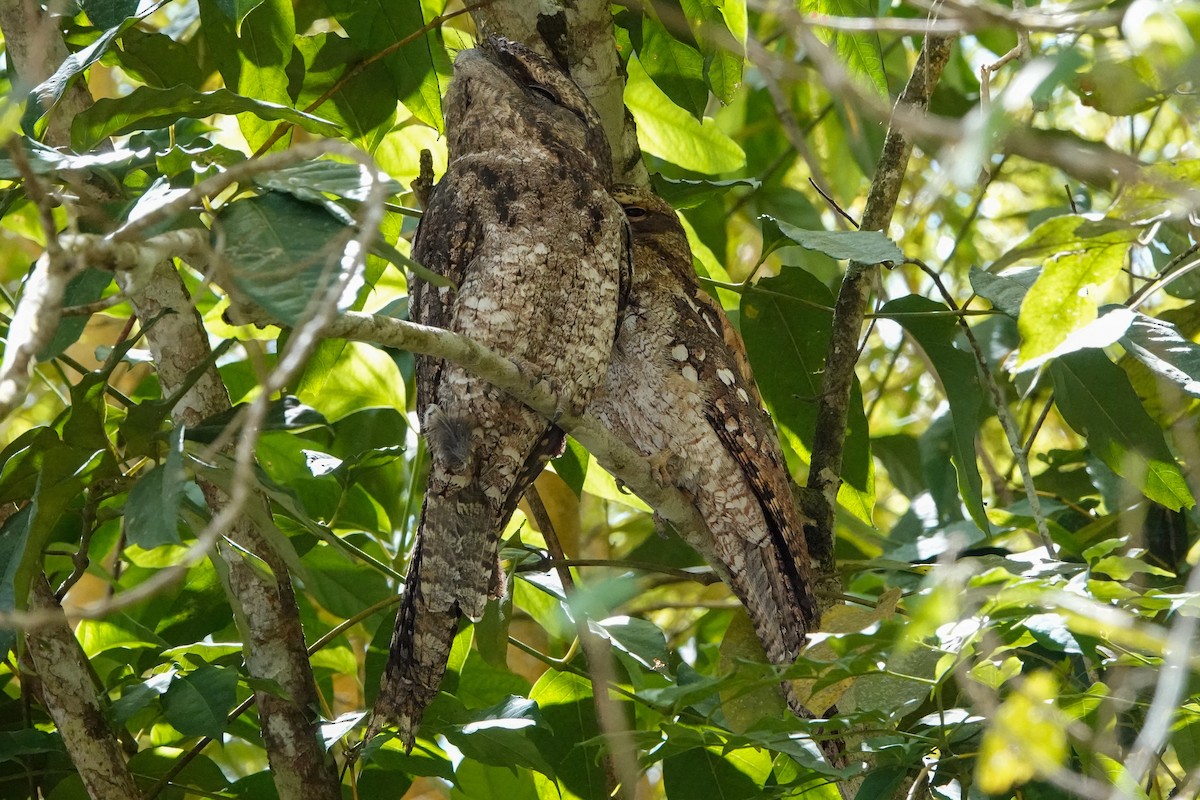 Papuan Frogmouth - ML609698364