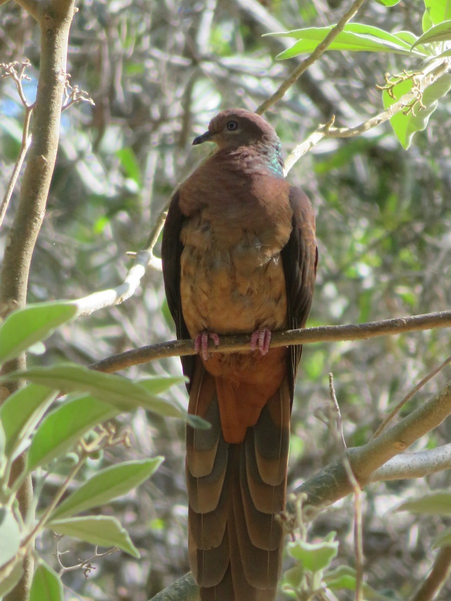 Brown Cuckoo-Dove - ML609698435