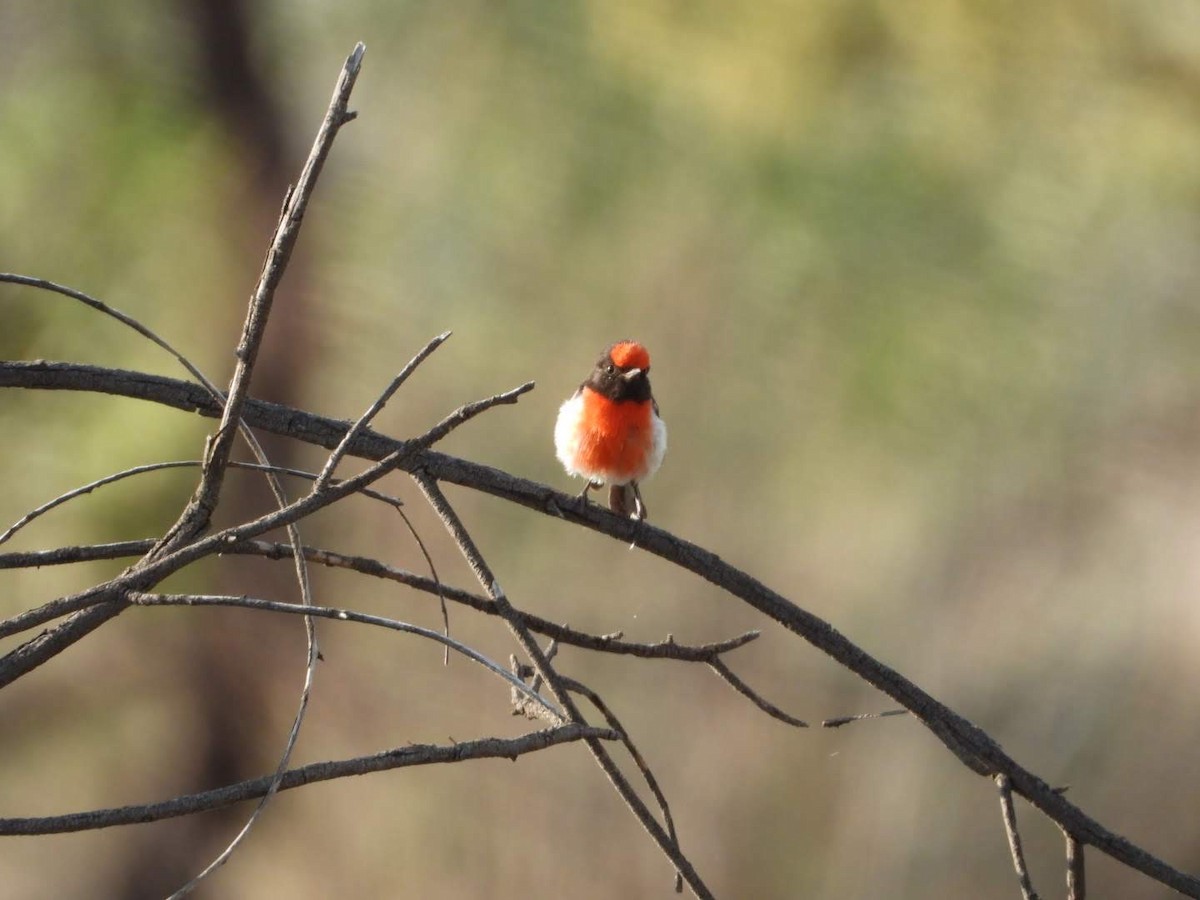 Red-capped Robin - ML609699080