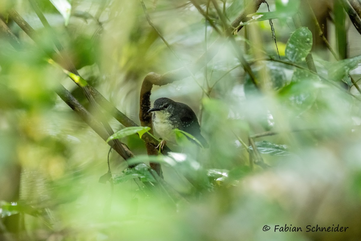 Silvered Antbird - ML609699377