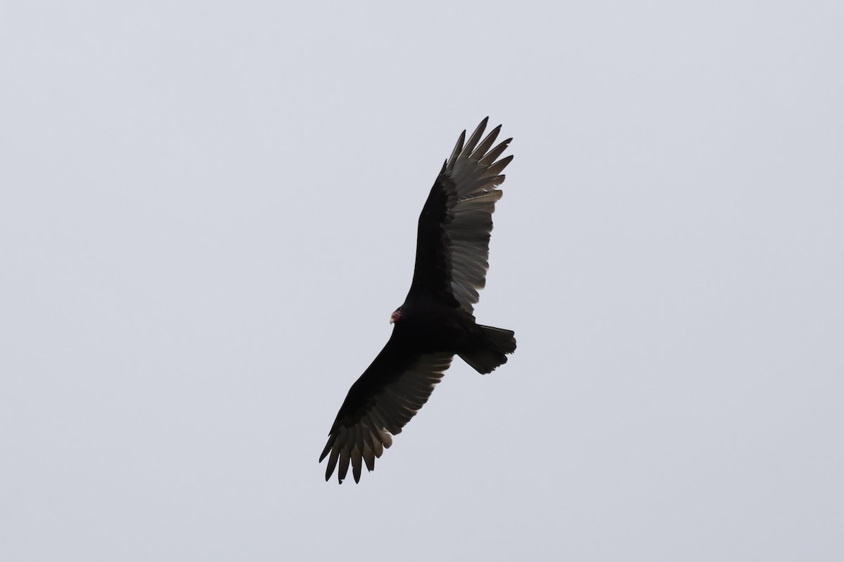 Turkey Vulture - ML609699524