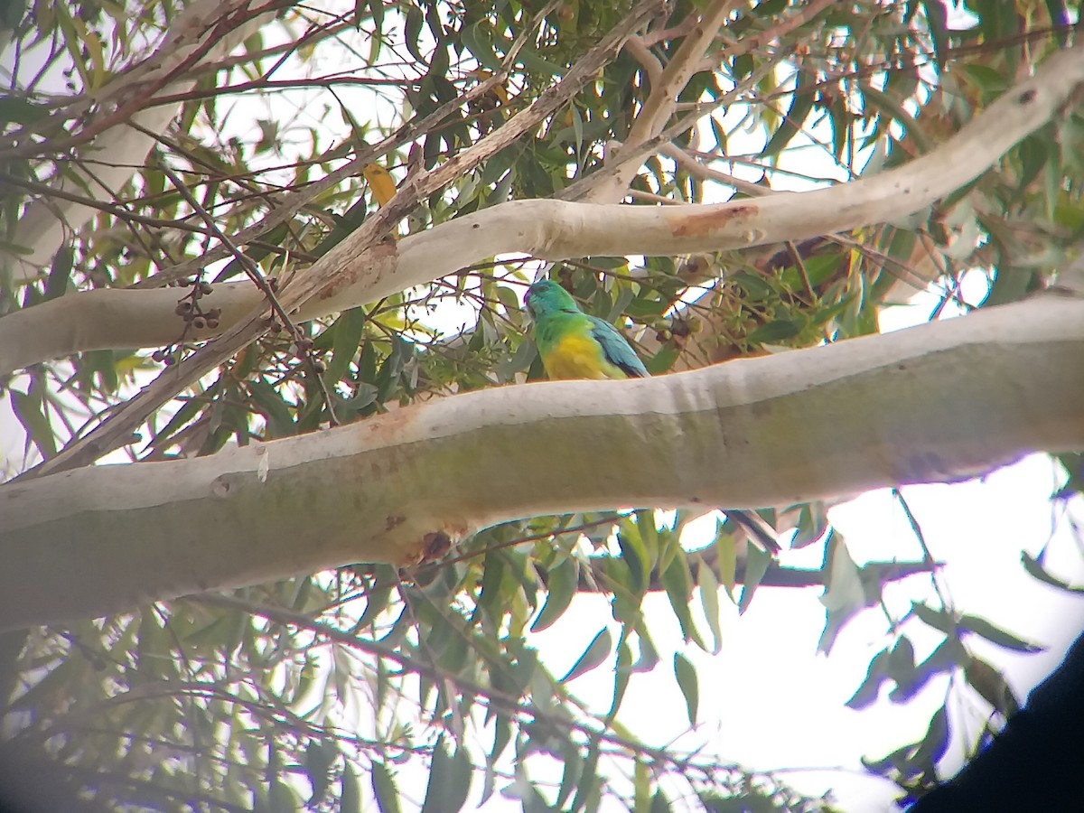 Red-rumped Parrot - ML609699647
