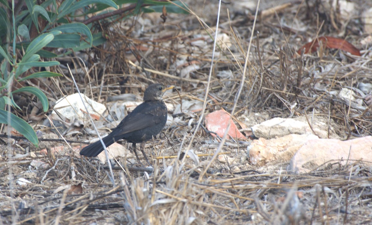 Eurasian Blackbird - ML609699740
