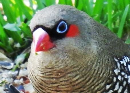 Red-eared Firetail - ML609699757