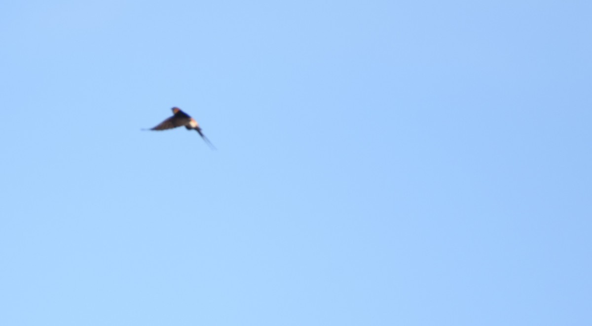 Red-rumped Swallow - ML609699771