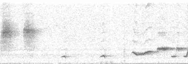 Beyaz Belli Şama [malabaricus grubu] - ML6097