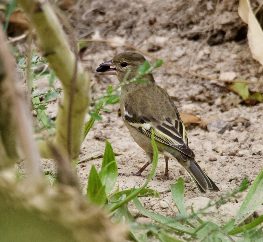 Common/African Chaffinch - ML609700487