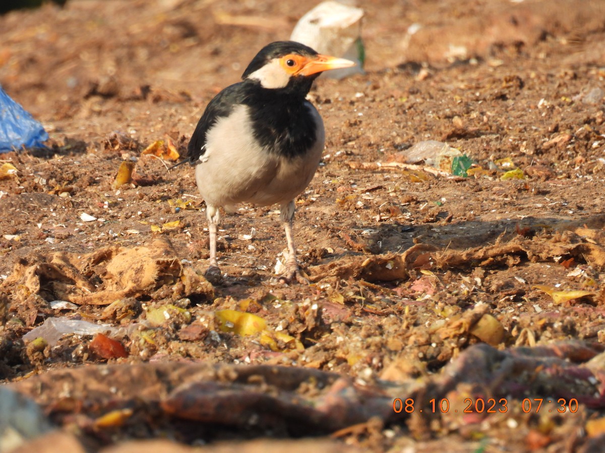 Indian Pied Starling - ML609700673