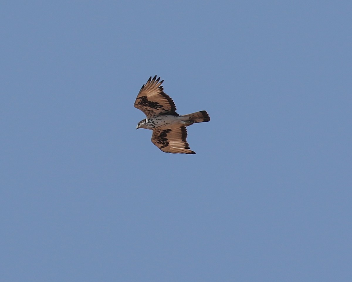 African Hawk-Eagle - ML609700919