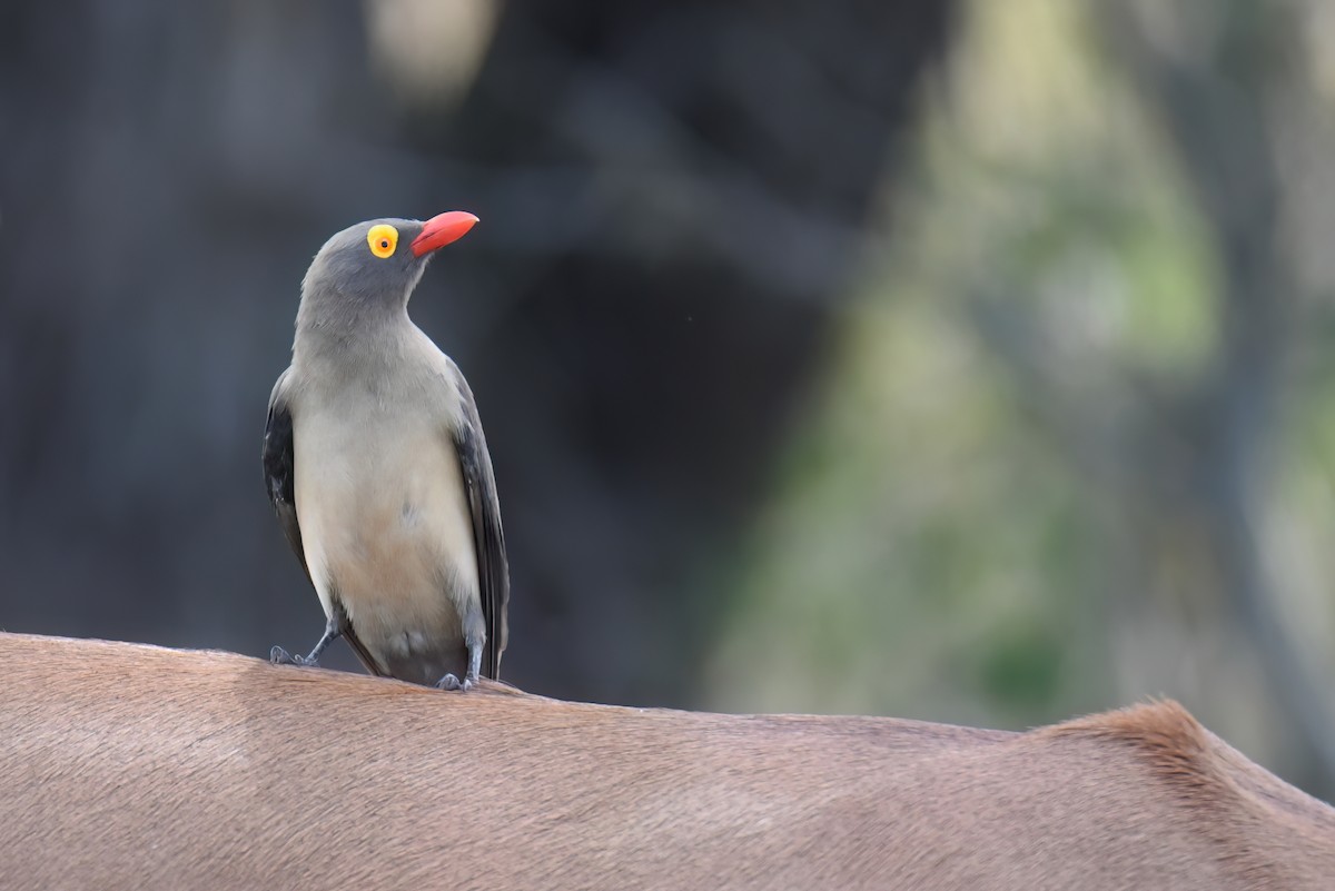 Red-billed Oxpecker - ML609701029