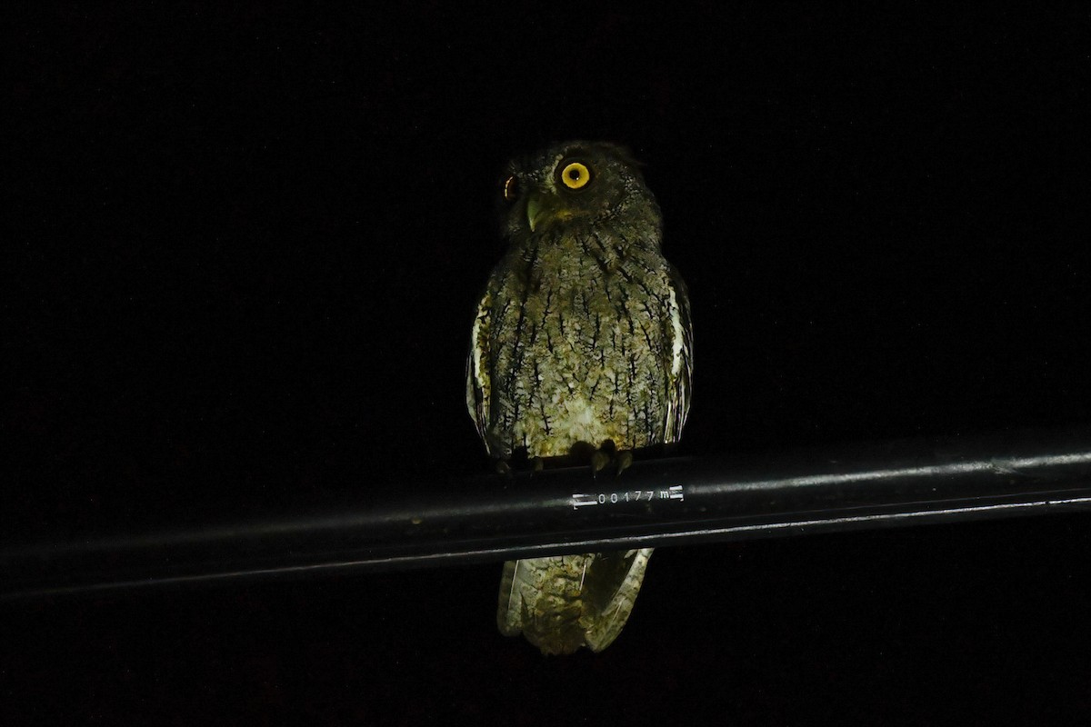 Pacific Screech-Owl - ML609701151