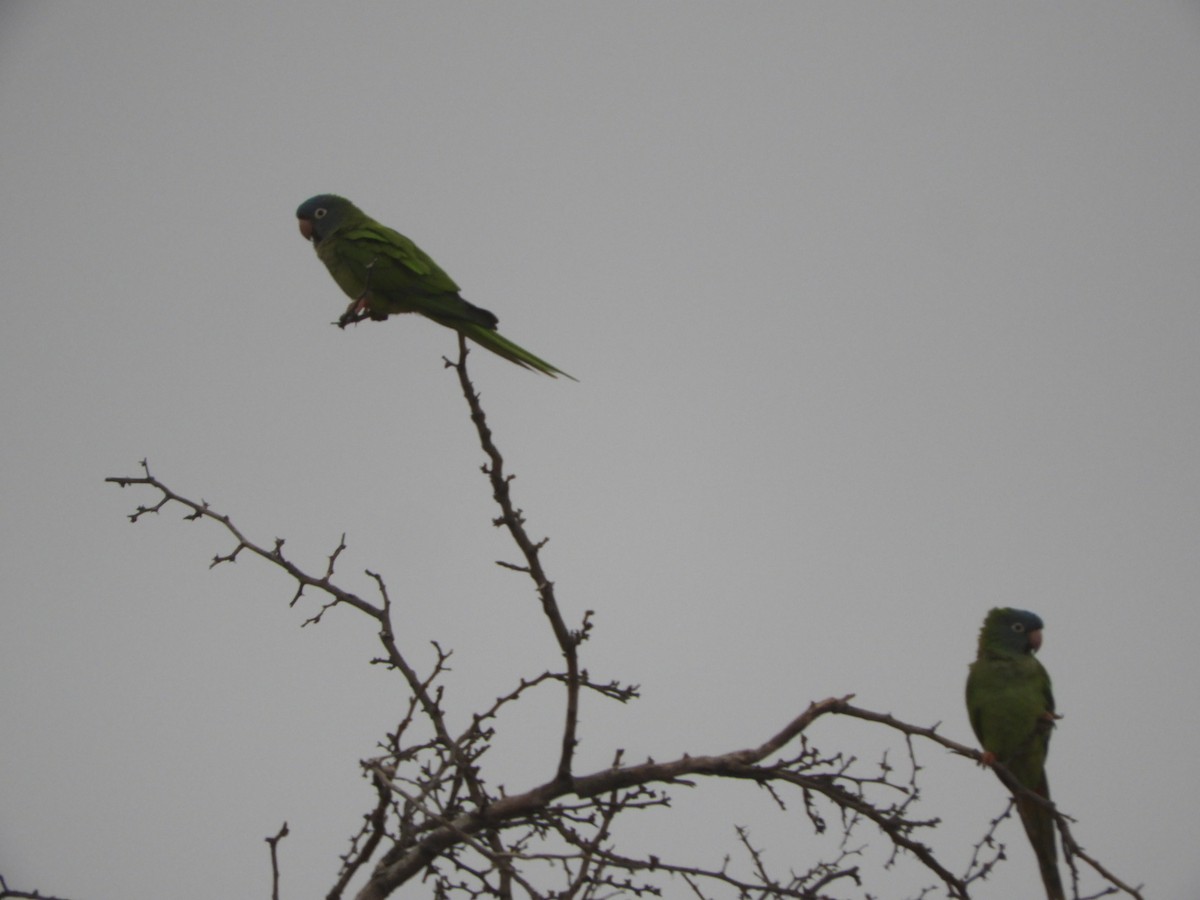 Blue-crowned Parakeet - ML609701519