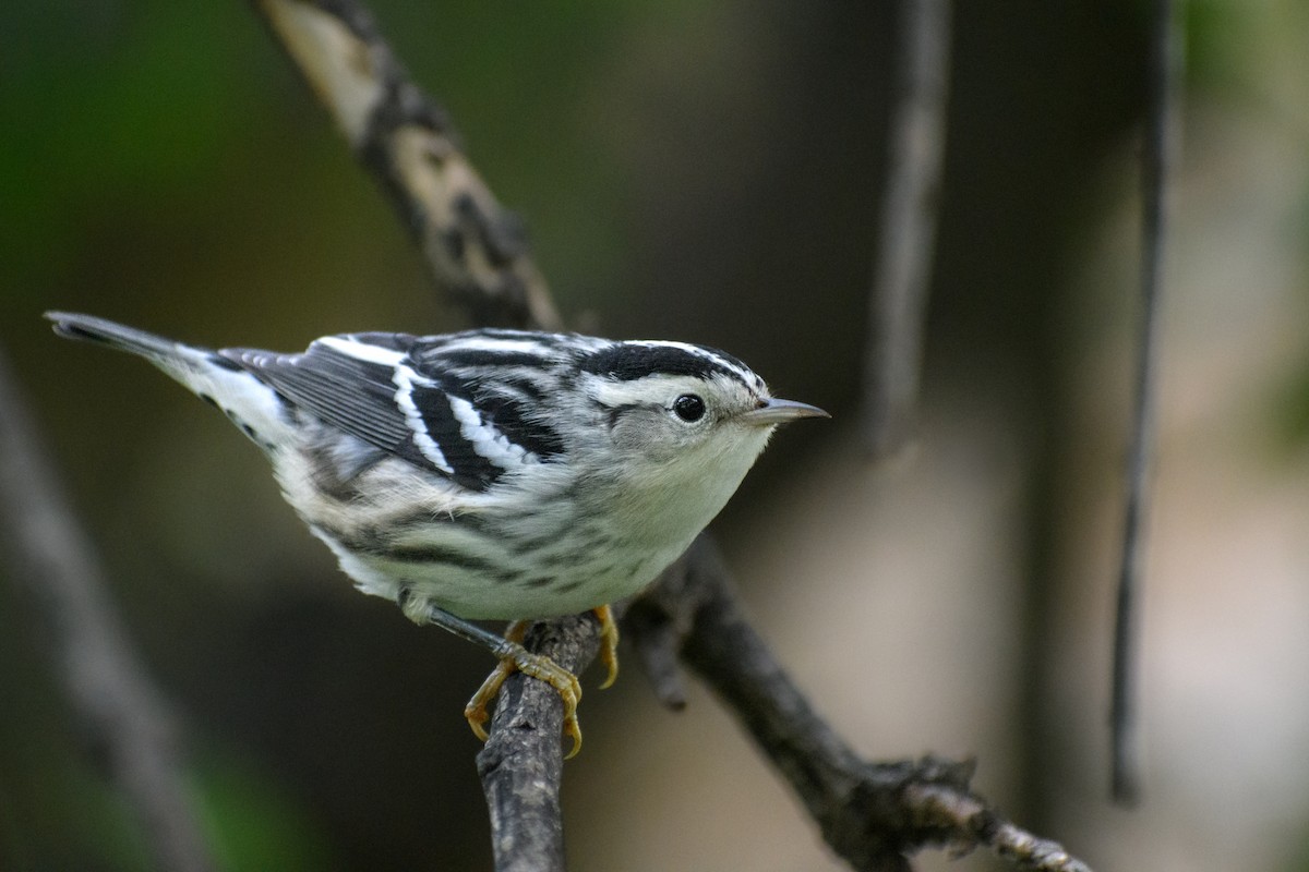 Black-and-white Warbler - ML609701585
