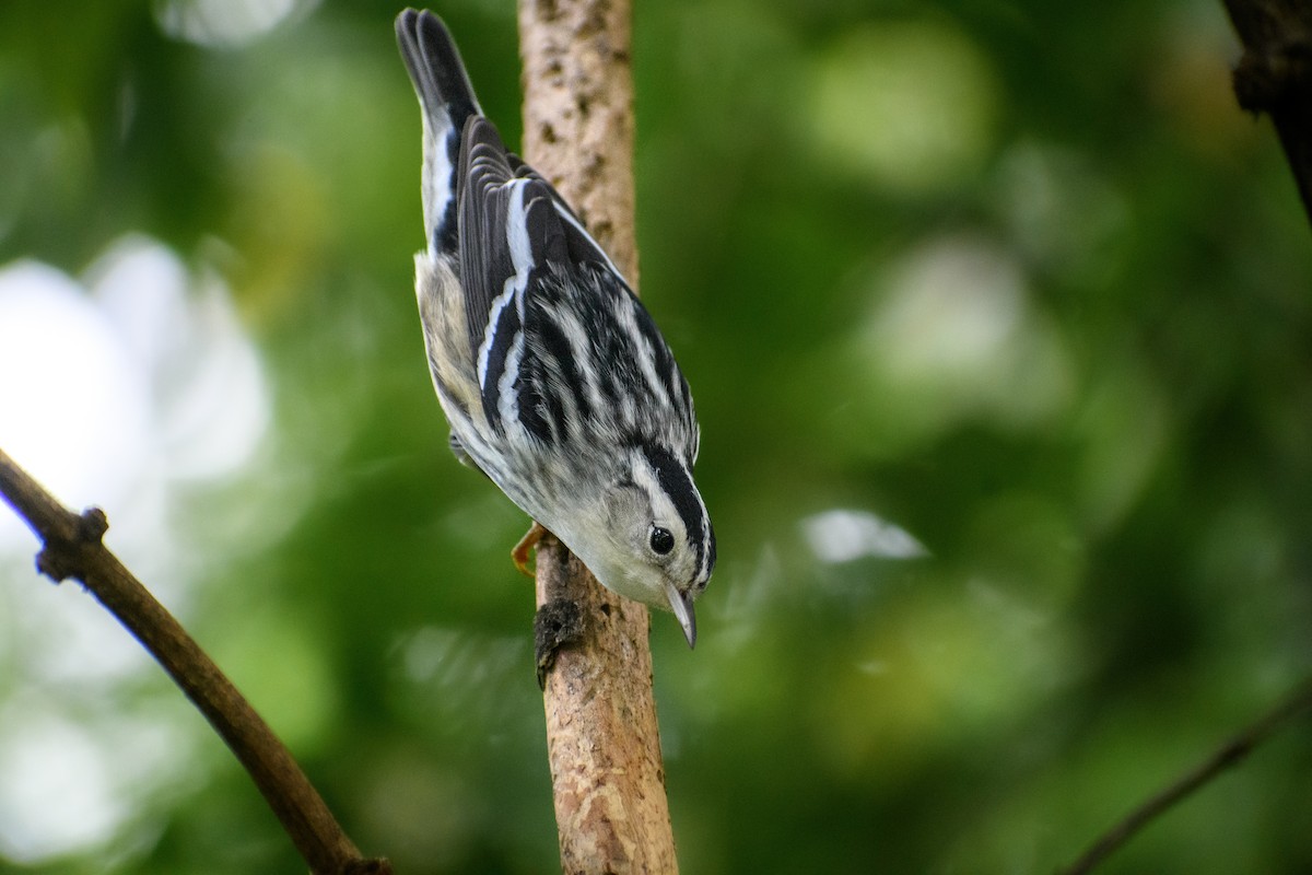 Black-and-white Warbler - ML609701587
